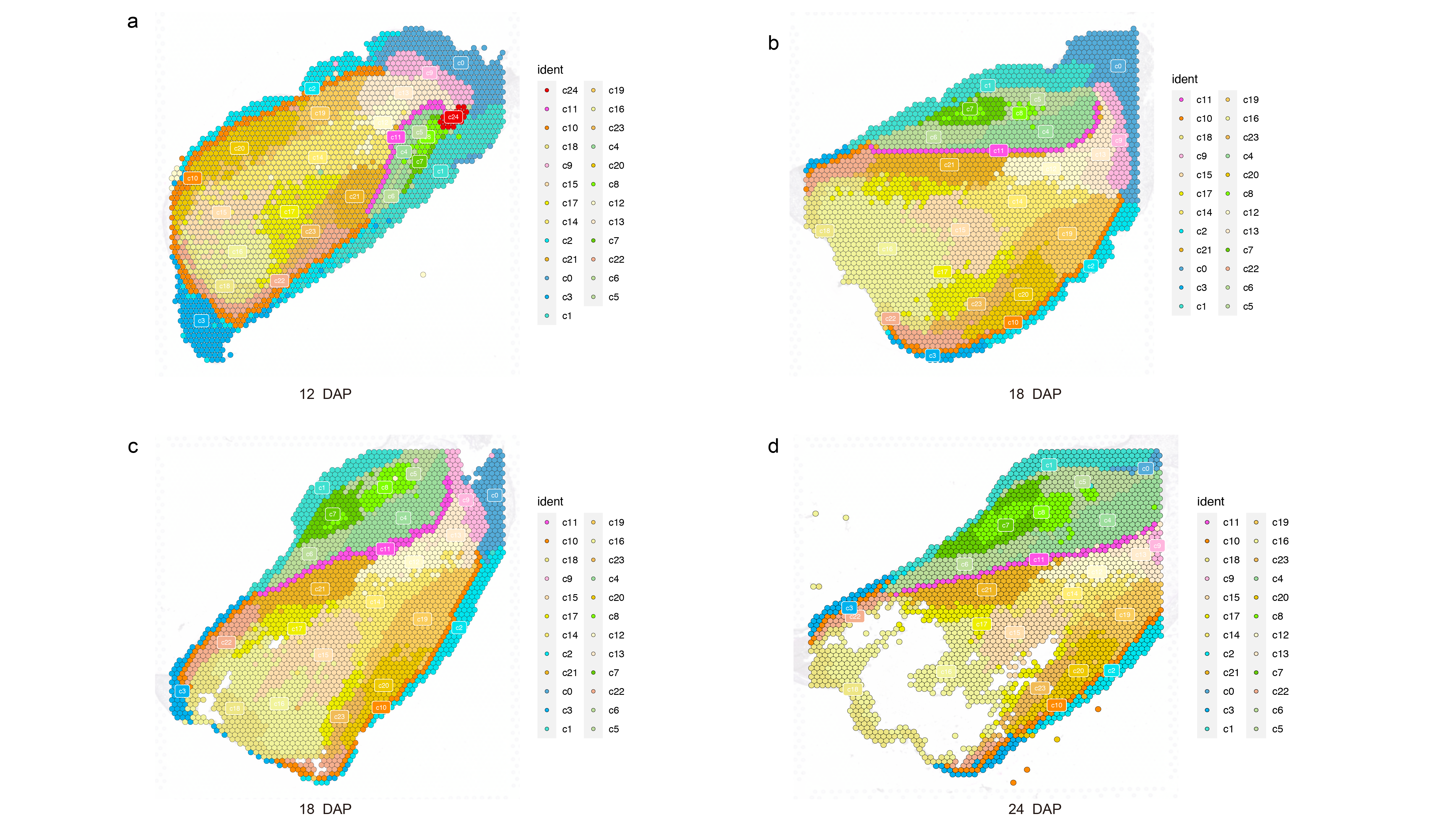 Spatial transcriptomic map of developing maize kernel tissues