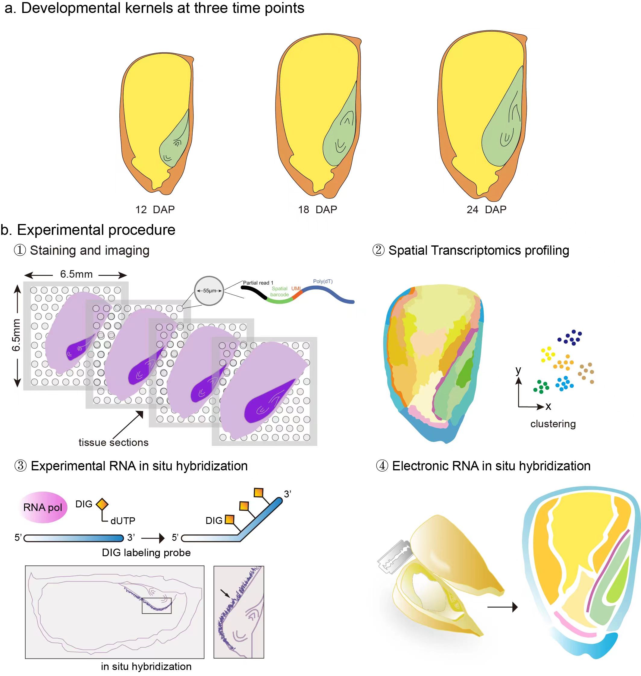 Study workflow for spatial transcriptomics in maize kernels